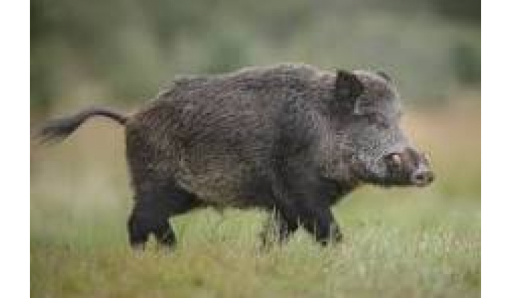 Spoločná poľovačka