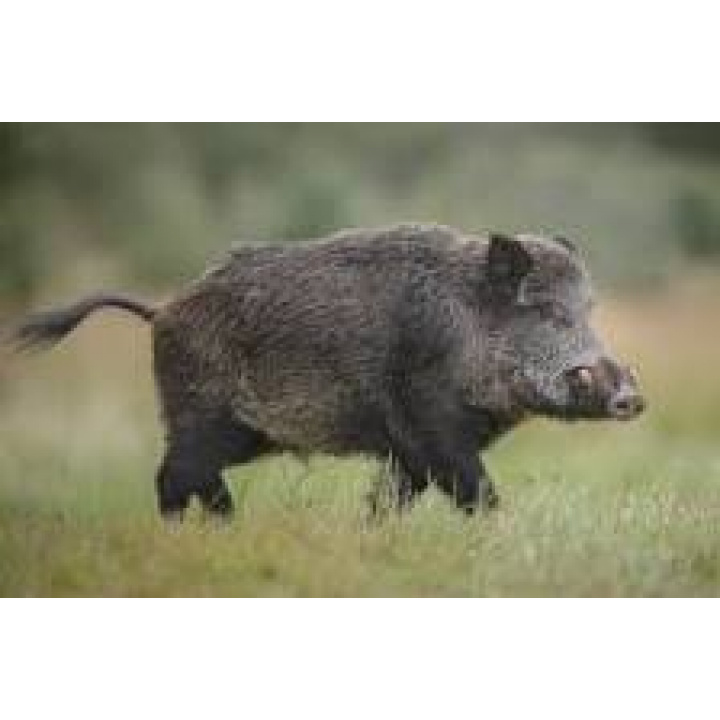 Spoločná poľovačka