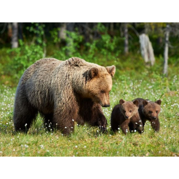 Upozornenie - na pohyb medvedice s mláďaťom