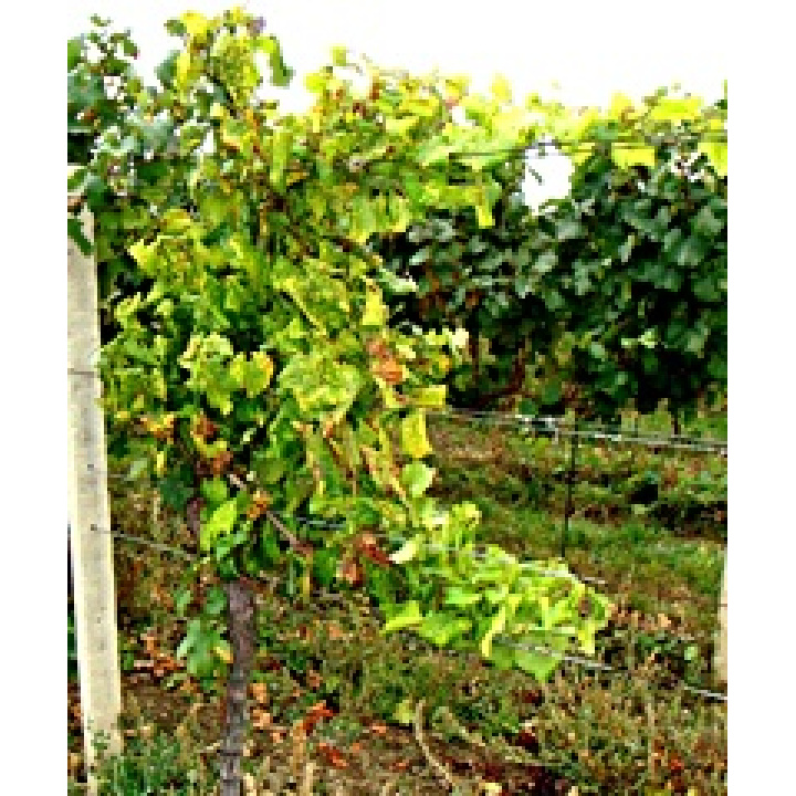 UPOZORNENIE - zlaté žltnutie viniča
