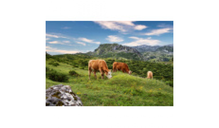 VÝZVA- Štátna veterinárna a potravinová správa Slovenskej republiky