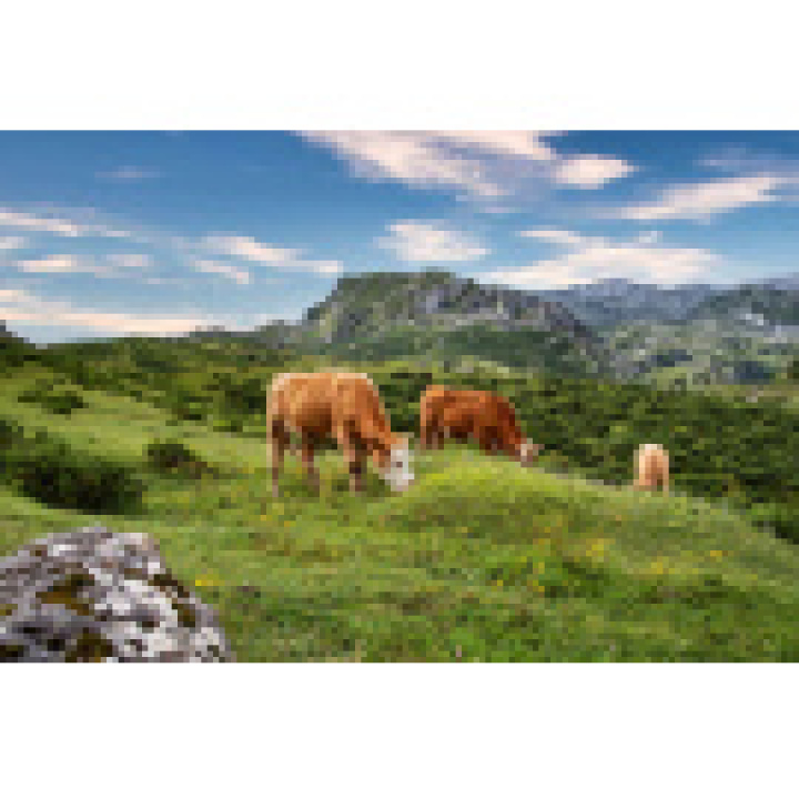 VÝZVA- Štátna veterinárna a potravinová správa Slovenskej republiky